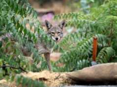 O coiote que atacou o menino Carson, de 4 anos, foi associado a outros ataques