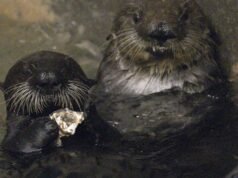 A lontra marinha Rey, a primeira de Sunny em Long Beach, será uma mãe substituta