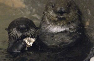 A lontra marinha Rey, a primeira de Sunny em Long Beach, será uma mãe substituta
