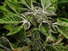 Trump reclassifica a maconha medicinal licenciada pelo estado como uma droga menos perigosa