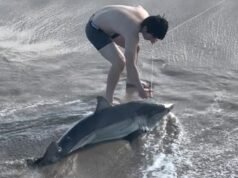 Ver: Grande tubarão branco capturado no porto de SoCal resgatado