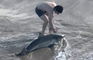 Ver: Grande tubarão branco capturado no porto de SoCal resgatado