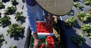 Colaborador: As batidas do ICE e os cortes salariais dos imigrantes estão prejudicando a economia da Califórnia