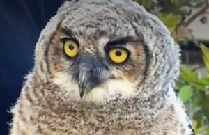Aprenda a voar na base: avistamento de corujas na praia de Redondo gera anúncio de serviço público