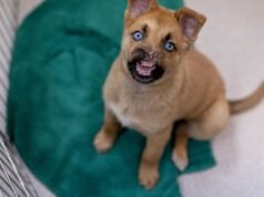 Puppy Peanut perdeu a maior parte do nariz, se recuperando em Pasadena Humane