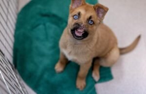 Puppy Peanut perdeu a maior parte do nariz, se recuperando em Pasadena Humane