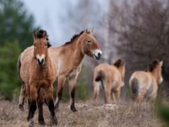 O mundo radioativo de Chernobyl é uma prova da resiliência da natureza