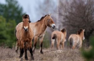 O mundo radioativo de Chernobyl é uma prova da resiliência da natureza