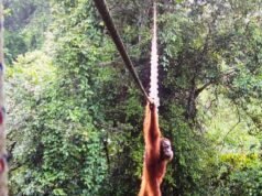Primeiro: um orangotango de Sumatra visto usando uma ponte no telhado para animais