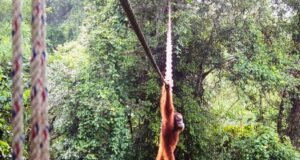 Primeiro: um orangotango de Sumatra visto usando uma ponte no telhado para animais