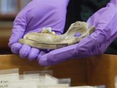 Novos estudos sobre cães antigos ajudam os cientistas a compreender suas origens