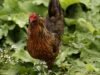 CDC alerta sobre surto de salmonela resistente a medicamentos ligado a aves domésticas