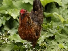 CDC alerta sobre surto de salmonela resistente a medicamentos ligado a aves domésticas