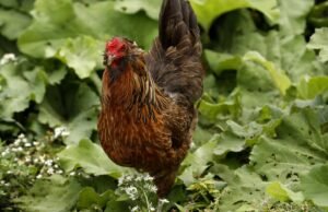CDC alerta sobre surto de salmonela resistente a medicamentos ligado a aves domésticas