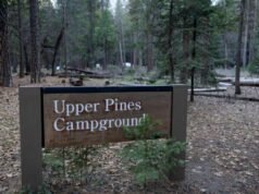 Por que as pessoas estão preocupadas com grandes mudanças no Serviço Florestal