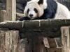 China enviará mais uma vez pandas gigantes para Atlanta