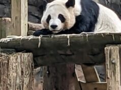 China enviará mais uma vez pandas gigantes para Atlanta