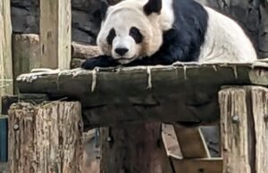 China enviará mais uma vez pandas gigantes para Atlanta
