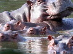 Colômbia aprova plano para matar dezenas de hipopótamos
