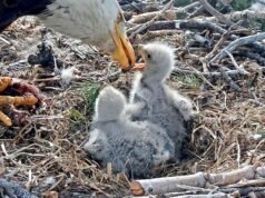 A nova águia de Jackie e Shadow precisa de um nome: como enviar suas ideias