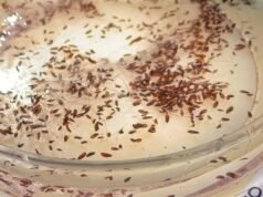 Tifo transmitido por pulgas atinge níveis recordes em Los Angeles: aqui estão os pontos críticos