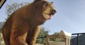 Califórnia pode lançar programa de coexistência com vida selvagem em meio à indignação com a morte de mamãe ursa