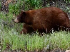 O vídeo mostra um urso preto atacando um caminhante no Monte Wilson