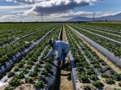 Em uma fazenda na Califórnia, trabalhadores dizem que a ameaça de demiti-los está aumentando