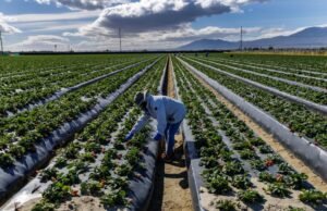 Em uma fazenda na Califórnia, trabalhadores dizem que a ameaça de demiti-los está aumentando