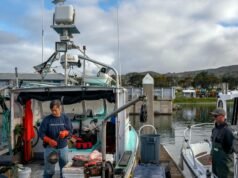 A pesca do salmão será retomada na costa da Califórnia