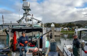 A pesca do salmão será retomada na costa da Califórnia