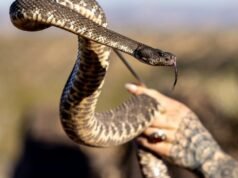 Picada de cobra no campus da Cal State marca o sexto caso no condado de Ventura desde meados de março