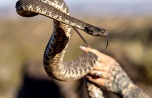 Picada de cobra no campus da Cal State marca o sexto caso no condado de Ventura desde meados de março
