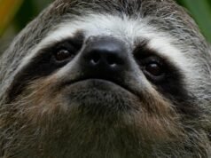 Doença e frio mataram 30 preguiças em armazém na Flórida nos últimos anos