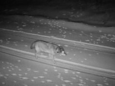 A histórica terra dos lobos de Los Angeles na Sierra Oriental, em busca de um lar para sempre