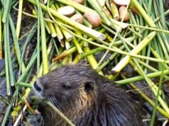 Os roedores que invadem a Califórnia podem ter sido soltos propositalmente. Aqui está a teoria