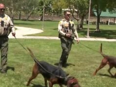 Dois K-9 encontraram uma mulher que havia caído de um penhasco nas montanhas de San Bernardino