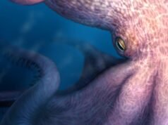 Polvos parecidos com Kraken podem ter vagado pelos mares na época dos dinossauros