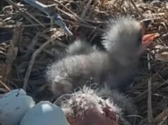 As águias americanas Bear Jackie e Shadow dão as boas-vindas a duas águias neste fim de semana de Páscoa