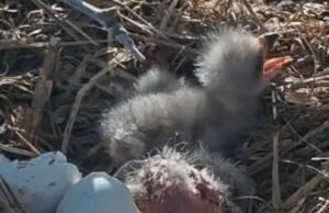 As águias americanas Bear Jackie e Shadow dão as boas-vindas a duas águias neste fim de semana de Páscoa