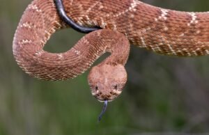 Não é sua imaginação. É a estação da cobra estranha. Aqui está o que acontece