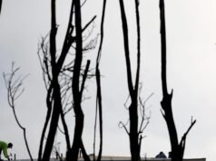 Surge o cessar-fogo de combate a incêndios ‘Hands Off Our Yards’