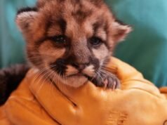 Um filhote órfão de leão da montanha é resgatado e deixado morrer de fome no sul da Califórnia