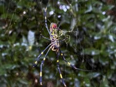 Aranhas gigantes do tamanho da palma da sua mão estão surgindo por todo os Estados Unidos. É por isso que você não precisa se preocupar