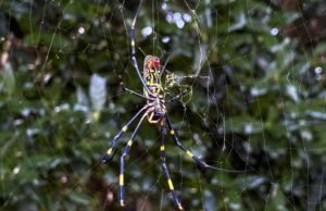 Aranhas gigantes do tamanho da palma da sua mão estão surgindo por todo os Estados Unidos. É por isso que você não precisa se preocupar