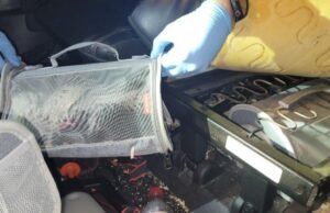 Homem de SoCal condenado por contrabando de aves exóticas através da fronteira EUA-México