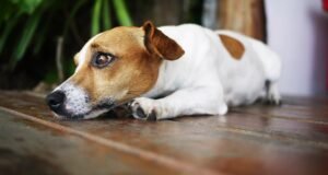 Alfredo Molina, veterinário: “Você não deixa seu animal na rua, faz isso mais rápido em casa”