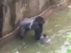 Vigilância, matança e debate aberto: o dia em que um gorila foi morto para salvar uma criança que caiu numa cova.