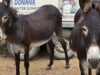 A zona protegida pelo ‘burro de fogo’ em Doñana está livre de incêndios há dez anos, mas o projeto “continua sem apoio da Junta de Andalucía”.