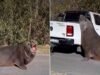 Elefante-marinho que bloqueou o trânsito em Ensenada é solto na praia após 10 horas de resgate